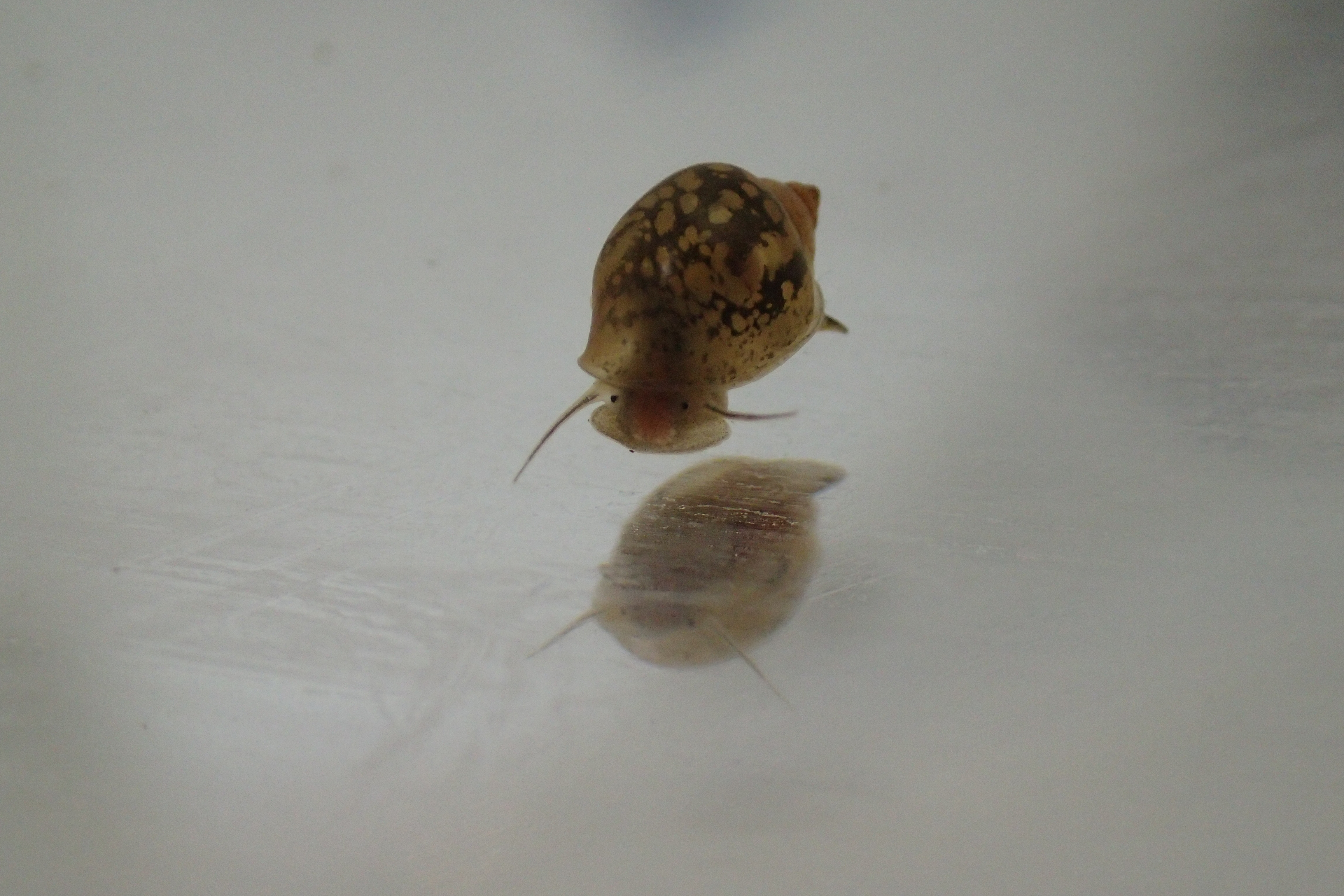 Physa acuta snail crawling on a plastic box